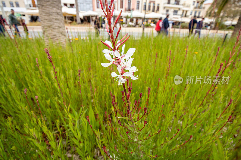 希腊克里特岛Rethymnon镇的林德海姆的蜜蜂花(Oenothera lindheimeri)